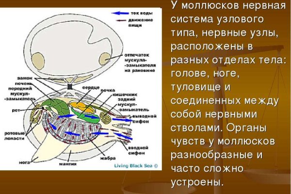 Найти ссылку на кракен